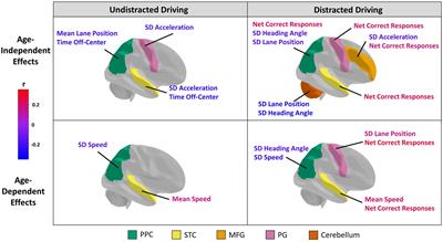 Neuroanatomical correlates of distracted straight driving performance: a driving simulator MRI study across the lifespan
